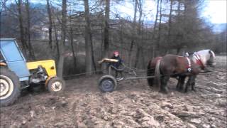 Konie zimnokrwiste pracują  Horse pulling [upl. by Farkas623]