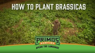 When to Plant Brassicas [upl. by Merla169]