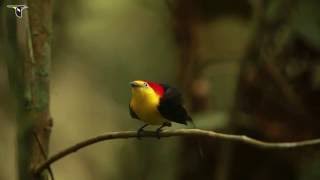 Wiretailed Manakin Courtship Display [upl. by Alleahcim846]