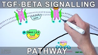 TGF Beta Signalling Pathway [upl. by Annalise]