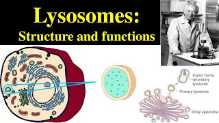 Lysosomes  Structure and Functions of lysosomes  Polymorphism in lysosomes  Primary lysosomes [upl. by Eulalee]