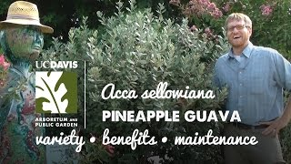 Acca sellowiana pineapple guava [upl. by Niawd]