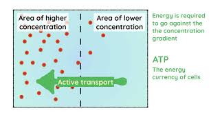 Active Transport [upl. by Juliette813]