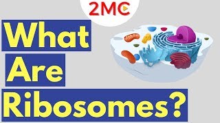 What are Ribosomes  Ribosome Function and Structure [upl. by Nico295]