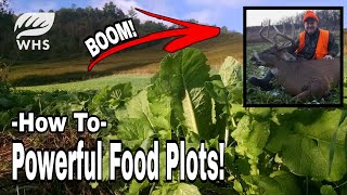 How To Plant Powerful Brassica Food Plots [upl. by Adnarom377]