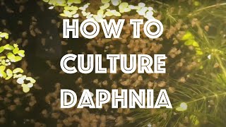 How To Culture Daphnia Magna [upl. by Volotta866]