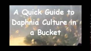 How to culture daphnia outside [upl. by Statis]