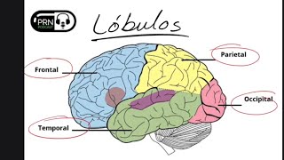 ¿Cómo Se Forma El Cerebro Neurulación neurogénesis migración neuronal [upl. by Ardekal]