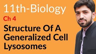 FSc Biology Book 1 Ch 4  Structure of a Generalized Cell Lysosomes  11th Class Biology [upl. by Eillim]