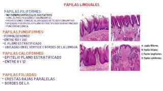 Histología Lengua  Sistema digestivo [upl. by Heng]