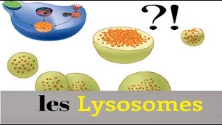 Lysosomes [upl. by Yelahs]