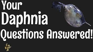 Daphnia Questions Answered [upl. by Hakim]