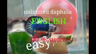 daphnia moina culture Easy way Unlimited production English  with sub Green water Chlorella [upl. by Eitra]