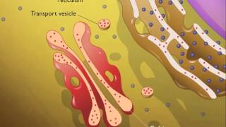 Lysosomes HD Animation [upl. by Armin]