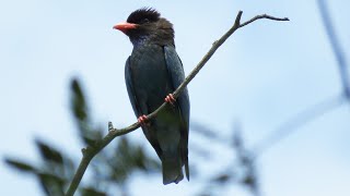 Wild ORIENTAL DOLLARBIRD Singapore [upl. by Yzzik]