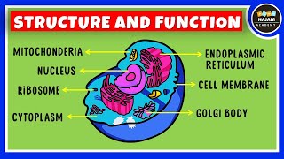 Structure and Function of a Cell  Cell Organelles  Biology [upl. by Anaibaf]