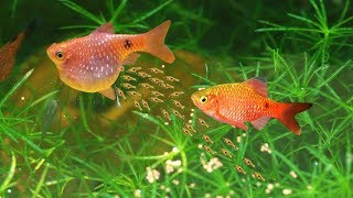 How to Breed Rosy Barb fish finally secrets revealed [upl. by Wylen]