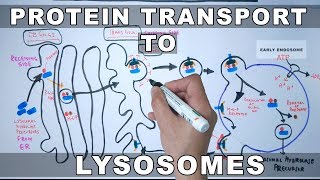 Lysosomal Protein Targeting [upl. by Mcadams]