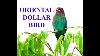 Oriental Dollarbird  Singapore Birding [upl. by Llehsram]