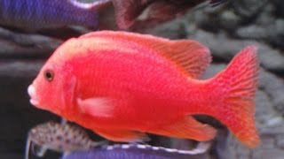 Aulonocara Strawberry Fire Fish African Cichlid Malawi [upl. by Kirrad]