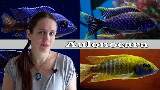 The Aulonocara Aquarium  Lake Malawi African Cichlids [upl. by Nettirb]