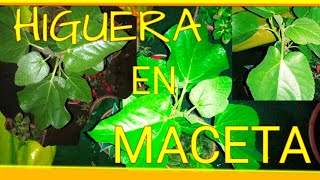 HIGUERA EN MACETA  CUIDADOS  TIPS  🌳🍀🌰 [upl. by Farly257]