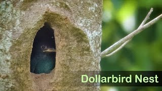 Dollarbird Nest [upl. by Coy183]