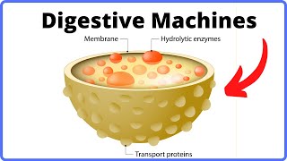 How a Cell Digests WasteFunction of Lysosomes [upl. by Nett]