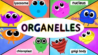 Organelles Structure and Function AP BIOLOGY [upl. by Esac]