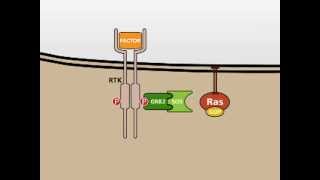 The MAP Kinase MAPK signalling pathway [upl. by Lorolla]