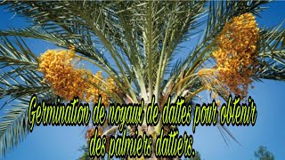 Comment faire germer des dattes pour obtenir des palmiers dattiers [upl. by Sauer238]