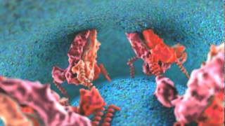 Dengue Viral Fusion Animation [upl. by Irama391]