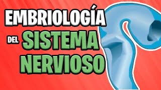 ✅ EMBRIOLOGÍA del SISTEMA NERVIOSO CENTRAL Parte 1° 🧠⚡ [upl. by Eceinhoj]