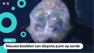 Deze waanzinnige dieren leven op 11 kilometer diepte [upl. by Carrillo494]