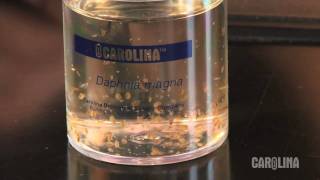 How to Care for Daphnia [upl. by Bergwall603]