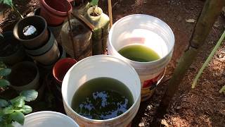 How to grow Green Water Algae [upl. by Rod]