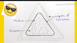 How To Draw Structure Of Lysosomes In Easy Way [upl. by Issim]