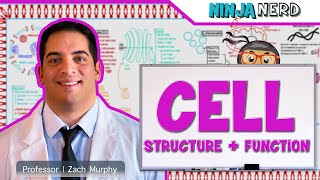 Cell Biology  Cell Structure amp Function [upl. by Anilosi]