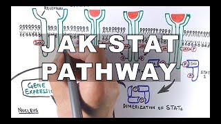 JAKSTAT Signalling Pathway [upl. by Katee]