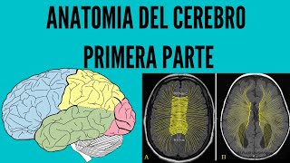 Anatomía del Cerebro Parte 1 [upl. by Breanne]