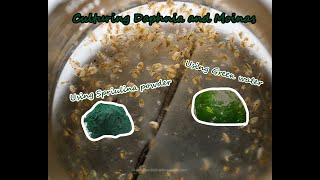 How To Culture Daphnia and Moinas using Green Water Spirulina powder [upl. by Nimzaj]