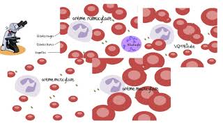 Comprendre les analyses sanguines [upl. by Ferri]