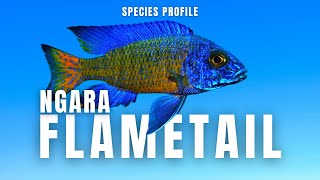 Ngara Flametail Peacock Aulonocara stuartgranti  Species Profile [upl. by Mavra127]