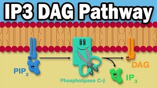 IP3 DAG Calcium Pathway [upl. by Brooks314]