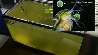 Raising Daphnia for the Freshwater Aquarium [upl. by Nassah]