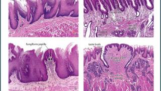 Histología de la Lengua [upl. by Valtin438]