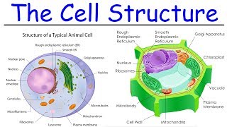 Biology  Intro to Cell Structure  Quick Review [upl. by Ynnhoj]