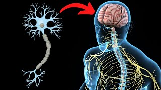 El SISTEMA NERVIOSO CENTRAL explicado partes y funcionamiento🧠 [upl. by Seagraves]