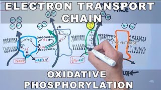 Electron Transport Chain and Oxidative Phosphorylation [upl. by Sillihp833]