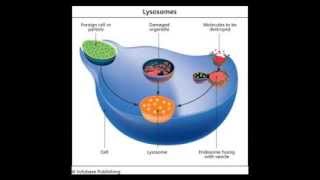 Lysosomes [upl. by Eam]